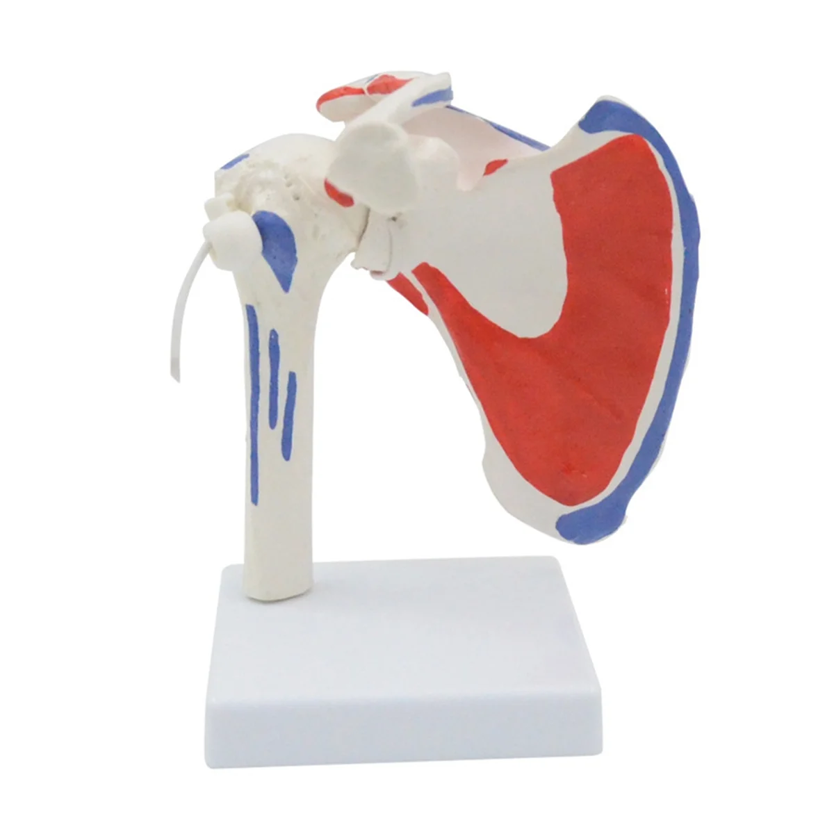 Muscle Shoulder Model, Human Anatomy Right Shoulder Joint Muscle Model, Doctor Office and Classroom Anatomy Model