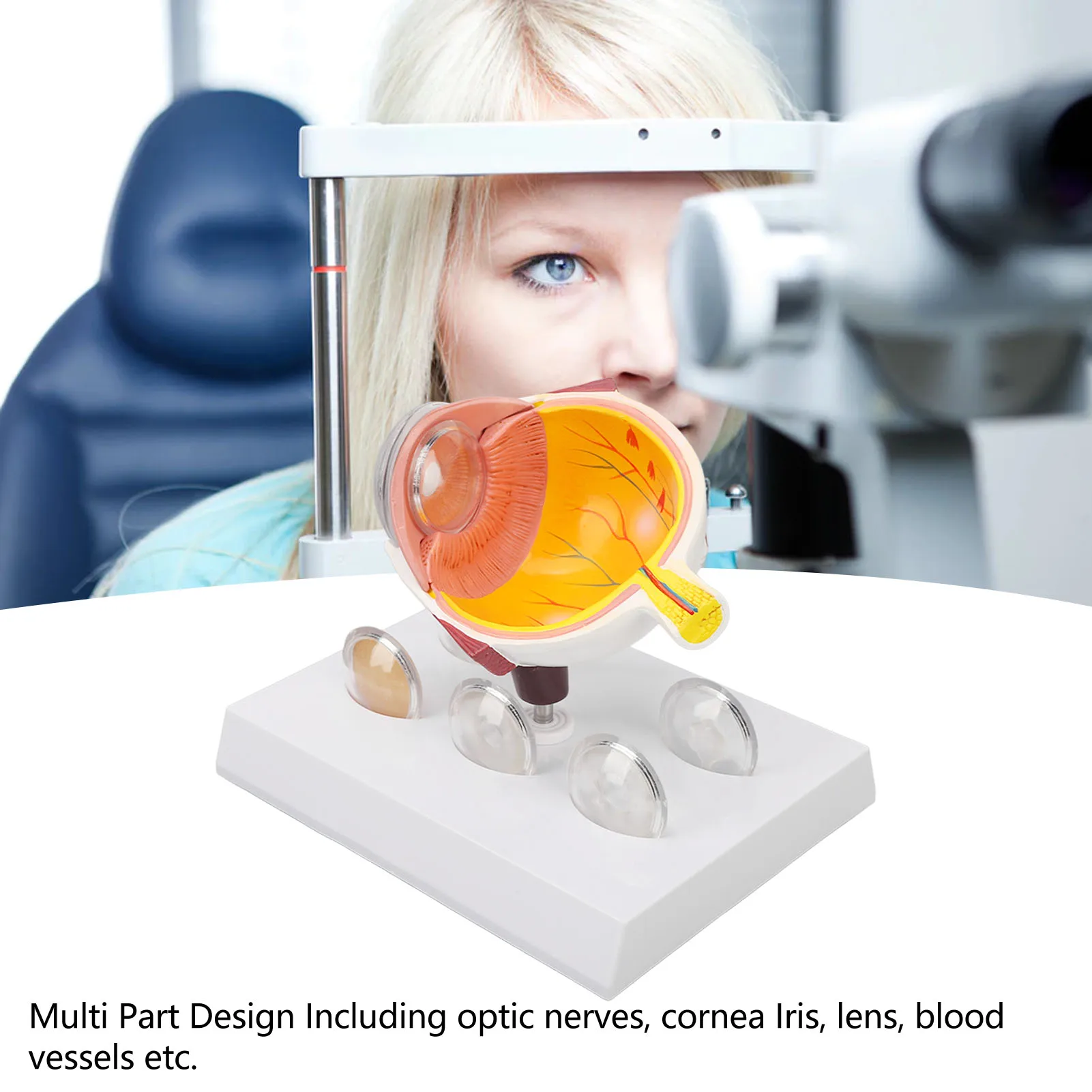 Augapfelmodell, vergrößertes anatomisches Modell des menschlichen Auges, genaue Shows, Augapfelmodell mit optischer Hornhautlinse