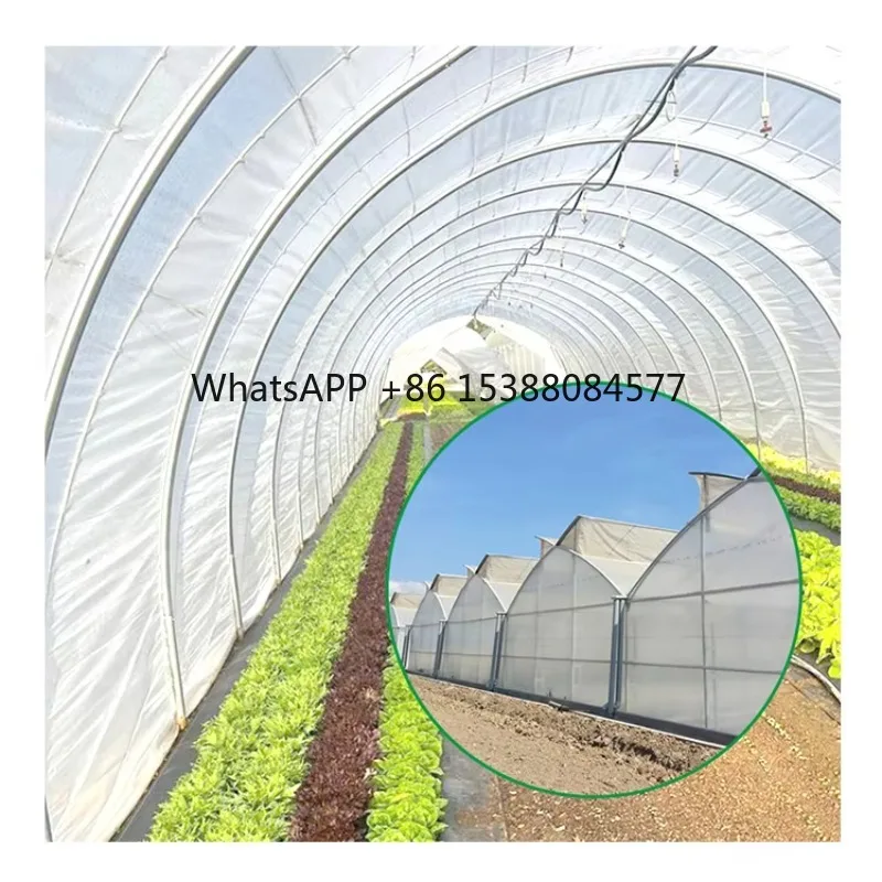 

Economic Tunnel 8*40m Agriculture Plastic Greenhouse for Vegetable Fruit Tomatoes