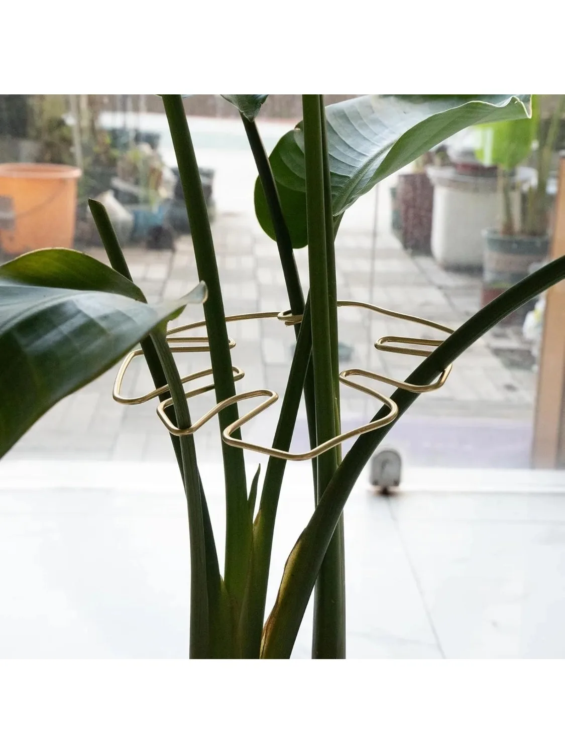 Support Monstra Durable et coquille de tortue, ensemble de clips en bambou, parfait pour les plantes grimpantes, accessoires pour plantes en treillis