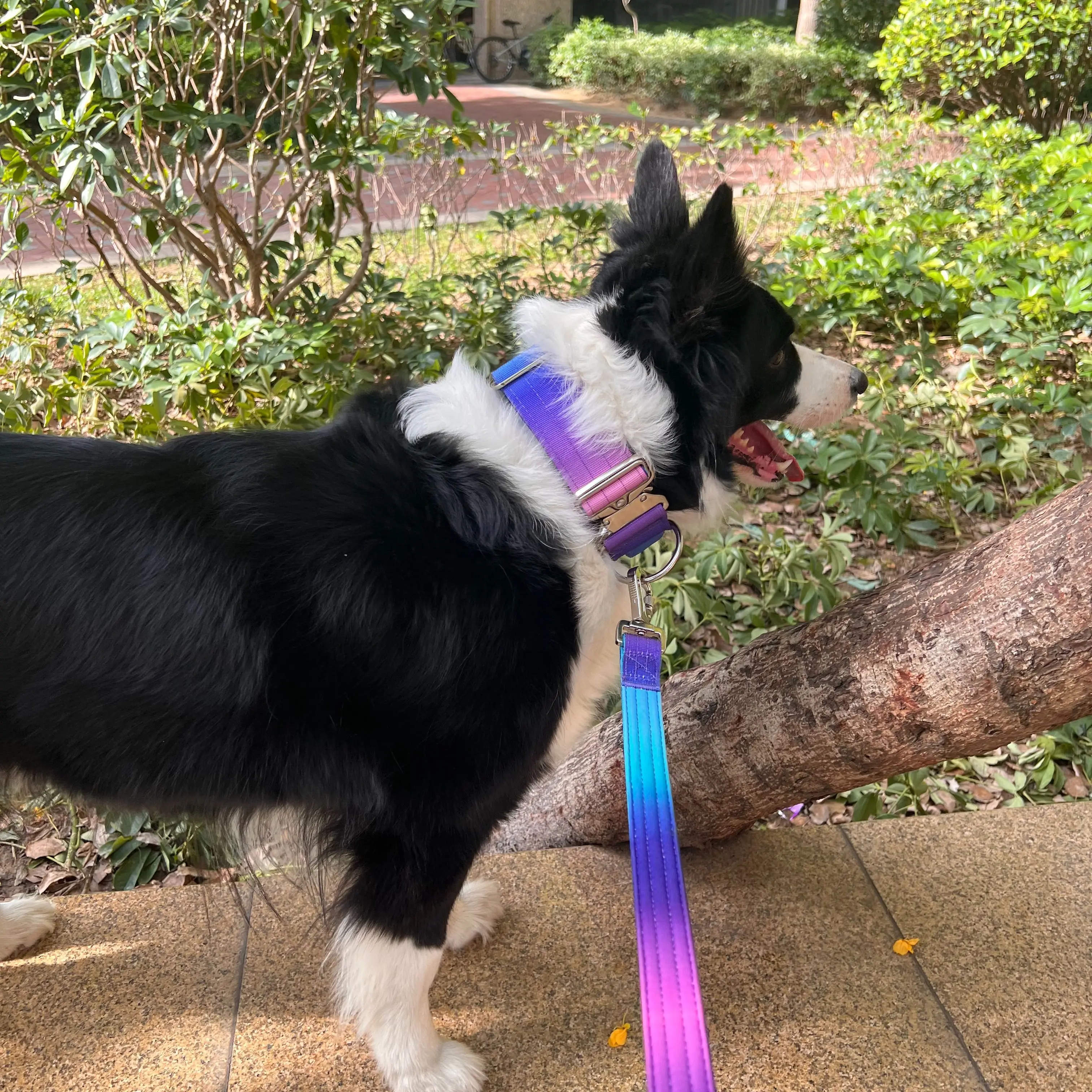 مجموعة مقود طوق الكلب التكتيكي المتدرج مناسبة للكلاب المتوسطة والكبيرة عالية القوة من النايلون + تصميم نيوبرين عرض 5 سم