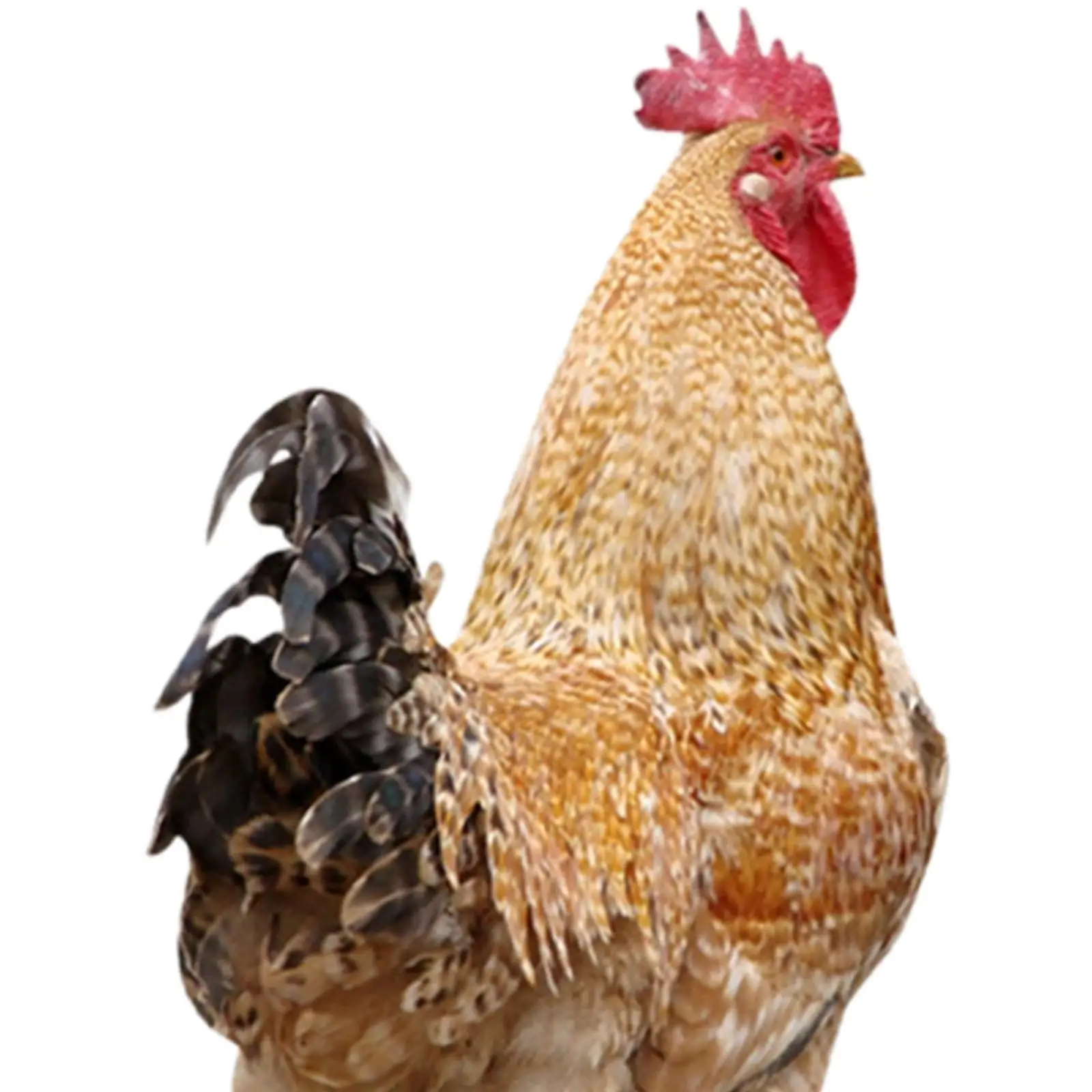 Chicken Animal Statue Stakes Chicken Sculpture ,Acrylic Lifelike