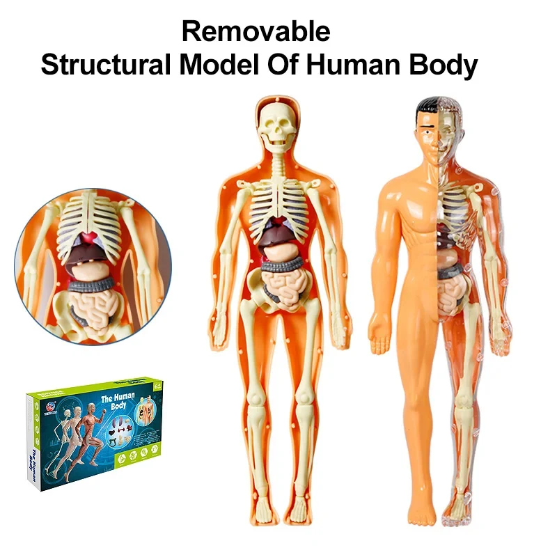 3D Human Body Model Action Figure Torso Anatomy Interactive Scientific Educational Kit with Removable Structural Organs Skeleton
