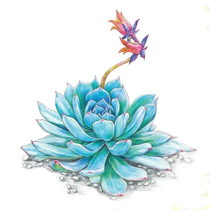 Color Lead Painting Zero Basic Tutorial Book Basic Getting Started Hand-painted Succulents Flower Bird Character Practice Book