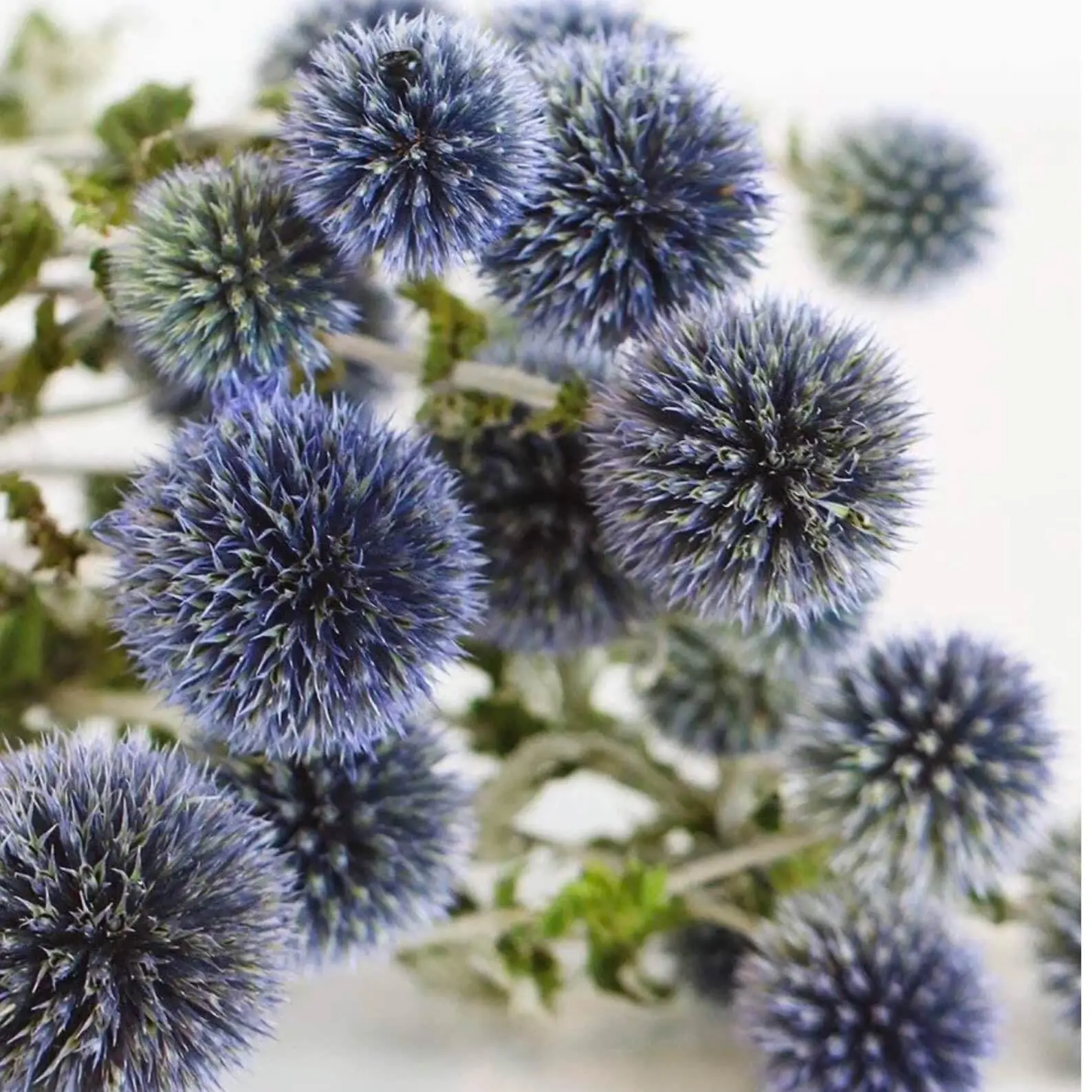 Imagem -02 - Buquê de Flores de Cardo Azul Seco Flor Echinops Globo Preservada para Casamento Decoração Boho Arranjos Floral Faça Você Mesmo 20 Mais Bolas