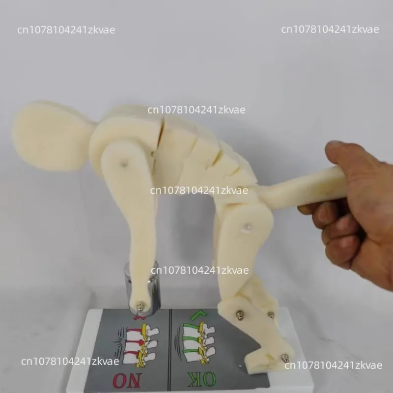 Fo Human body bending weightlifting spinal force demonstration model correct posture demonstration lumbar spine