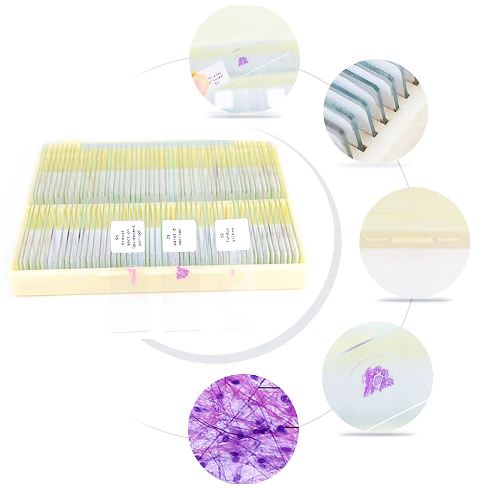 Vetrini per microscopio preparati per l'educazione della fornitura della fabbrica in Cina per l'insegnamento