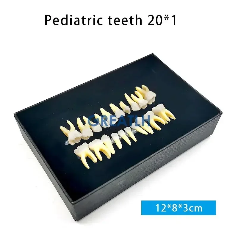 Pełne usta dentystyczne monochromatyczne stałe Model zęba jamy ustnej z symulowanym korzeniem pediatrycznym materiały stomatologiczne Model zębów