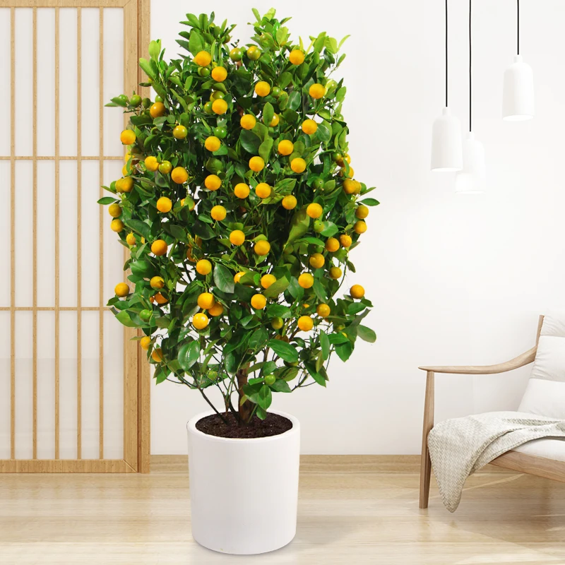 

Kumquat tree Fruit tree Indoor living room Potted fruit plants Kumquat tree Bonsai