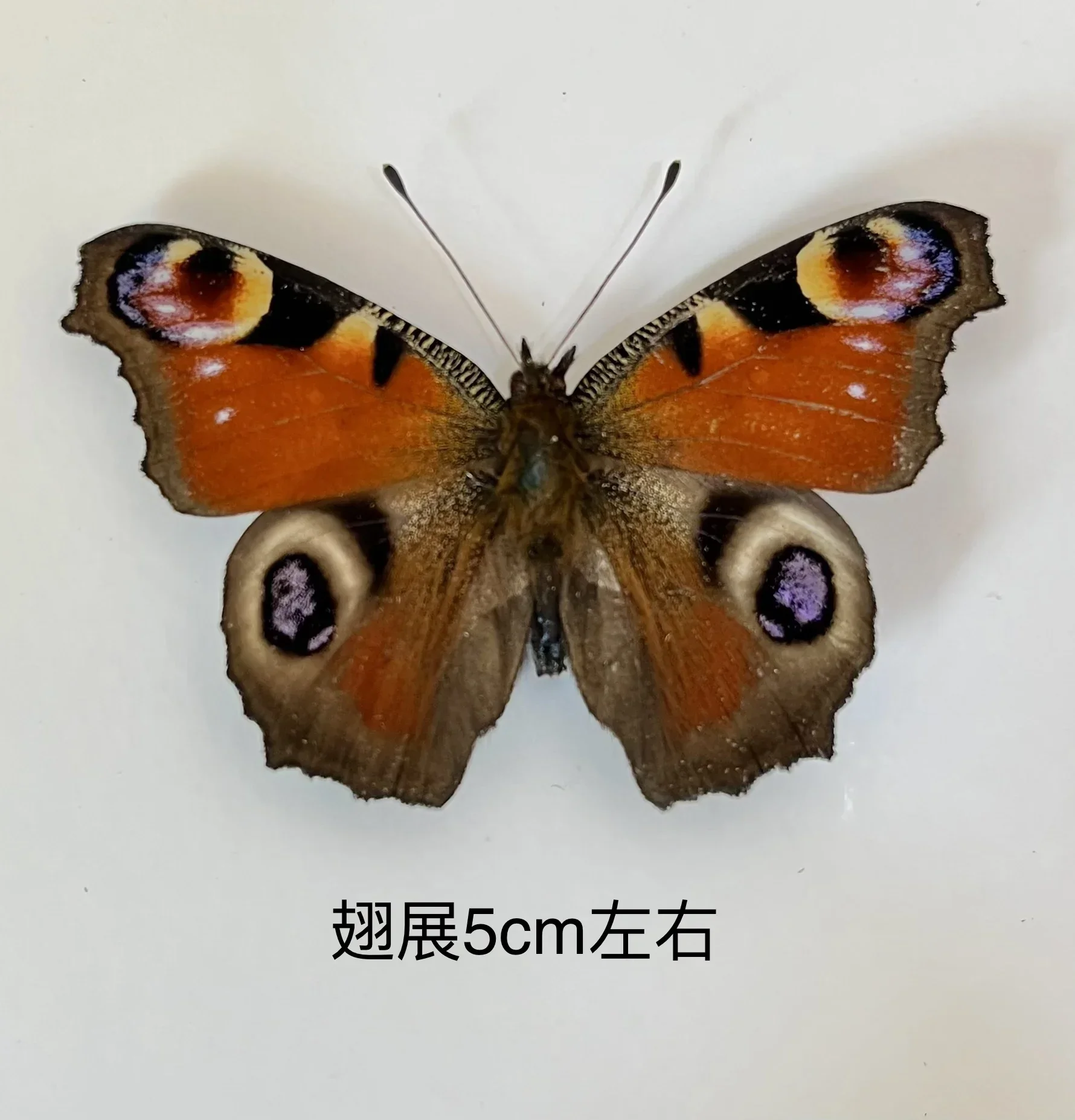 29PCS Real Butterfly Specimens Without Spreading Wings DIY Practice Making Materials