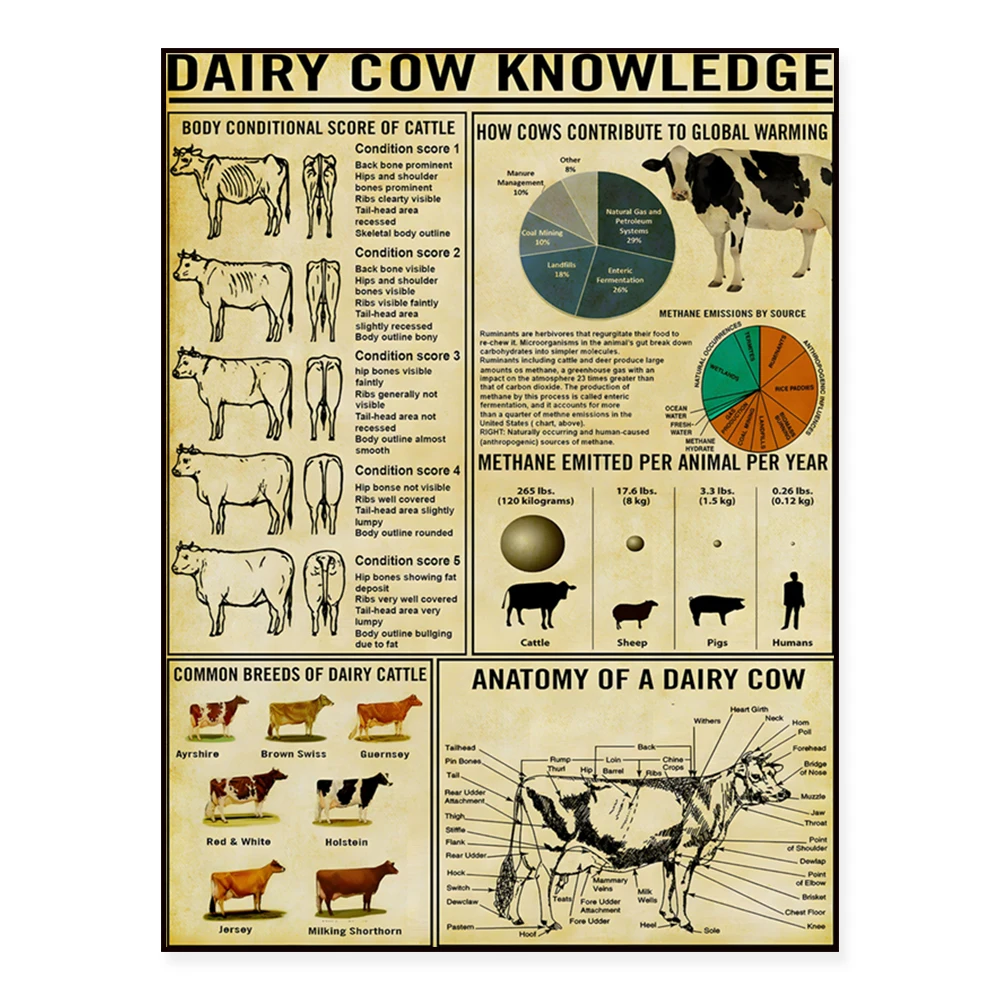 Cow Knowledge Poster, Farmer Cow Knowledge Wall Art, Vintage Cow Wall Decor, Gift for Cow Lovers, Cow Breeds Art Print
