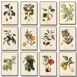Retro Botanical Fruit Lemon Prune Orange Vintage Posters and Prints Wall Art Canvas Painting Wall Pictures Kitchen Decoration