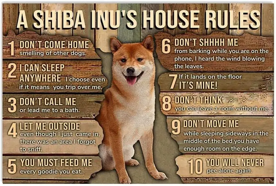 Metal Signs Shiba Inu My Rules Signs Retro Aluminum Sign for Home Coffee 8x12 Inches