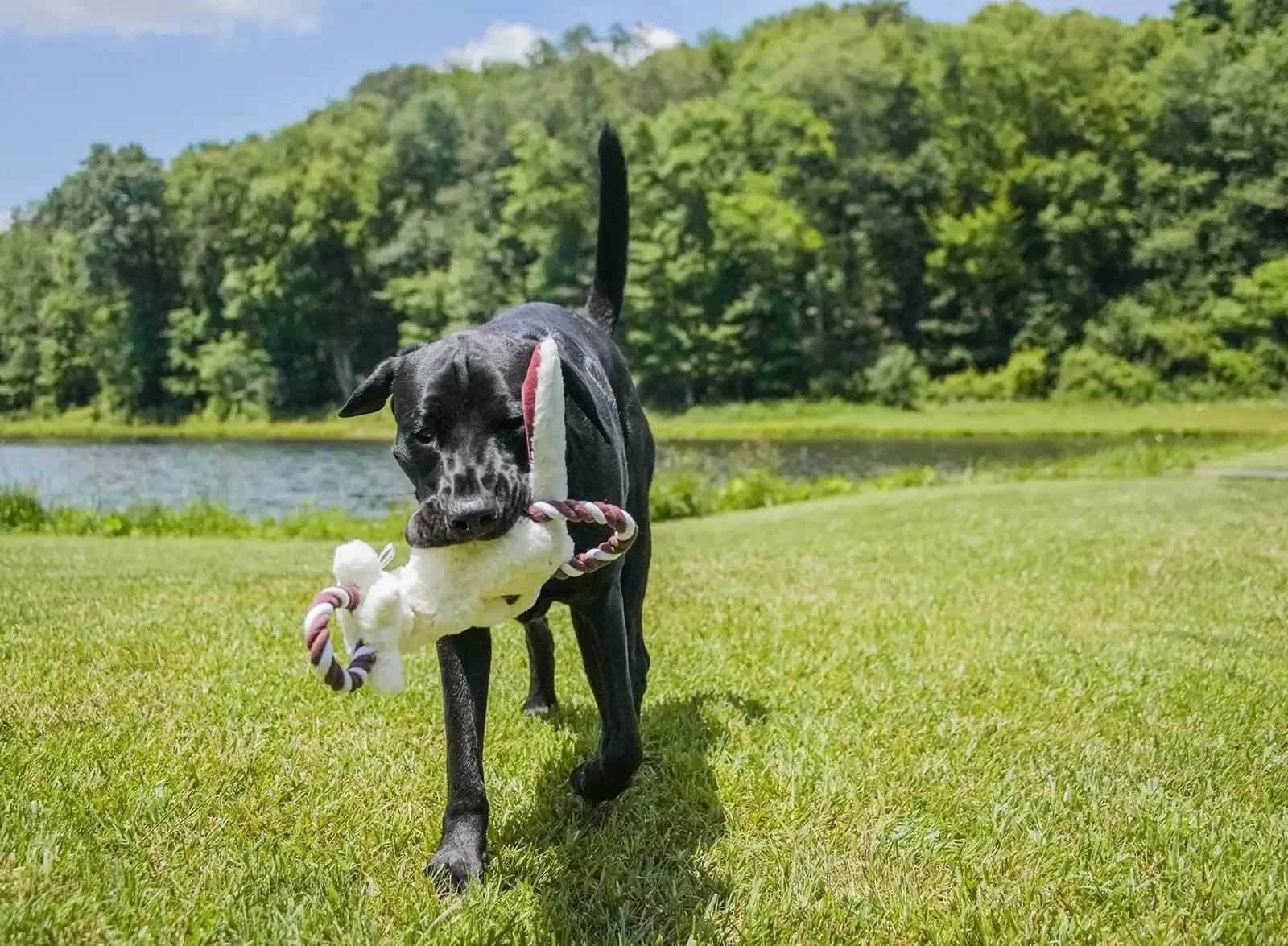 Уютный приятель с веревочной игрушкой для собаки, тянущим и мятым животным