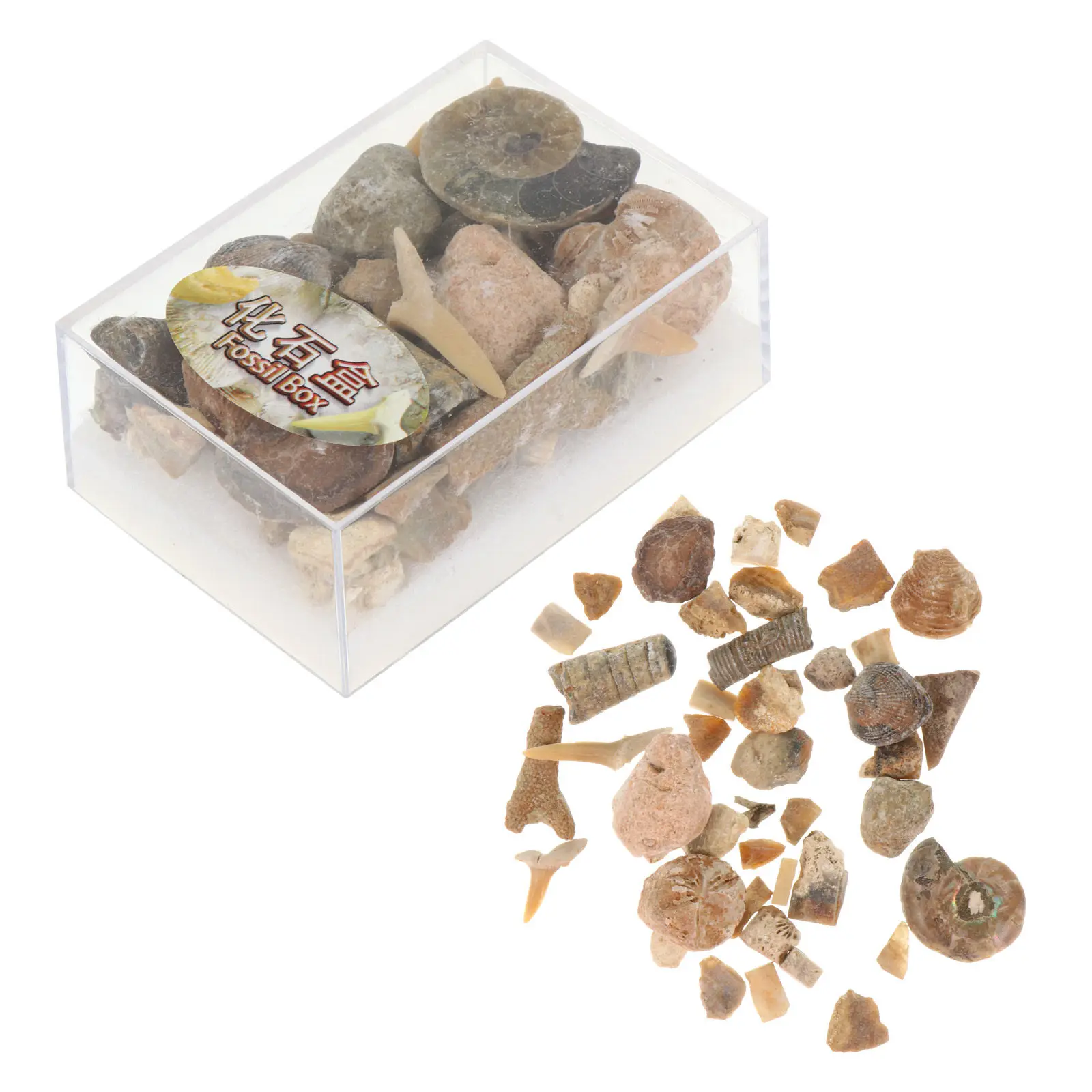 

1 Box Natural Ore Minerals Stone Samples Educational Tool for Kids Natural Stone Collection Minerals Specimens