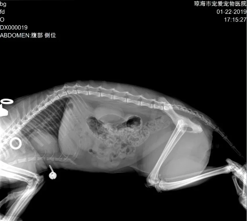 X-Ray Vet Equipment Mobile Veterinary X-Ray Machine Pet Xray Portable High Frequency Veterinary