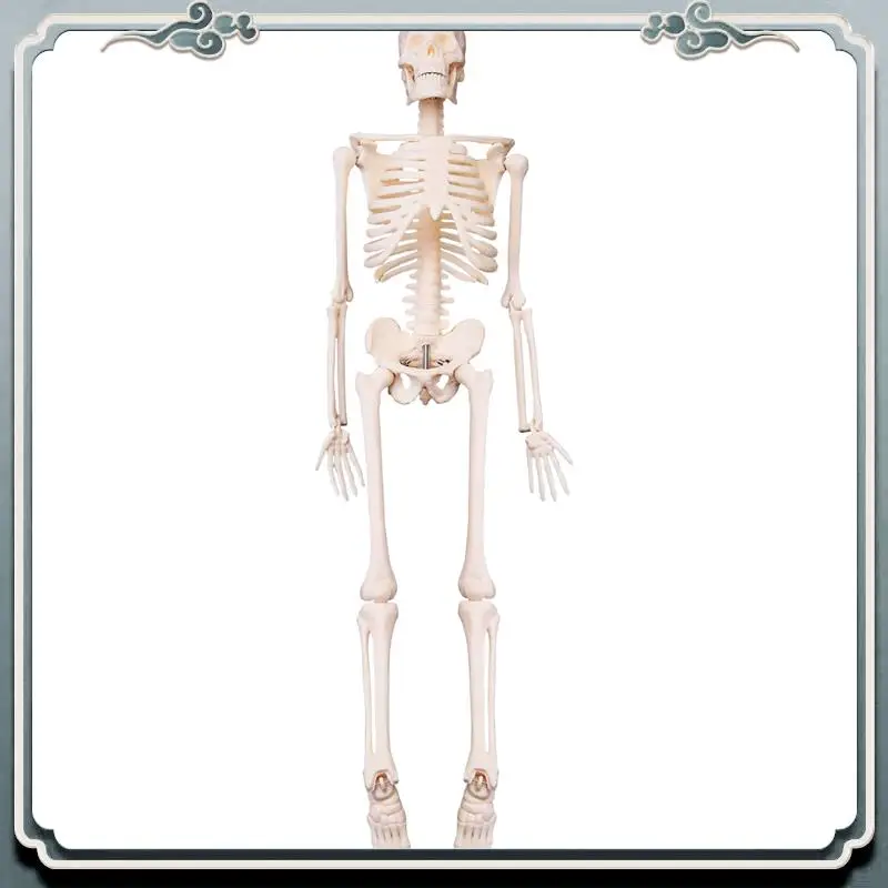 قسط 45 سنتيمتر تشريح الإنسان الهيكل العظمي نموذج ملصق تعلم المعونة تشريح نموذج الهيكل العظمي البشري