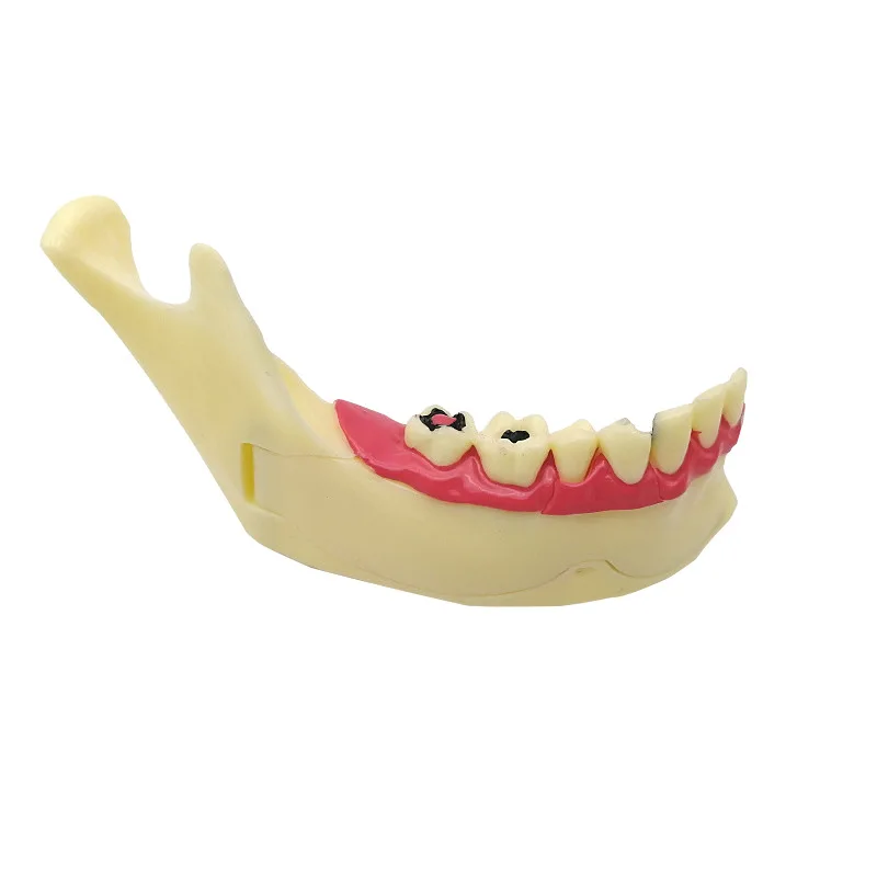 Thumbnail 4 - #19 Ranked Dental Teaching Models Picks in 2026