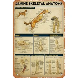 Lovely Dog Veterinarian Art Canine Skeletal Anatomy Animal Clinical Wall Art Hanging Poster Painting Paper Photography Abstract