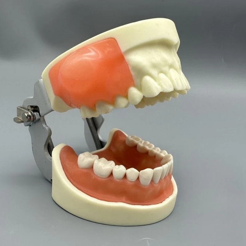 Lab Abscess Model, Abscess Incision, Drainage, Bilateral Mass Replaceable Exercises, Oral Teaching Tools s