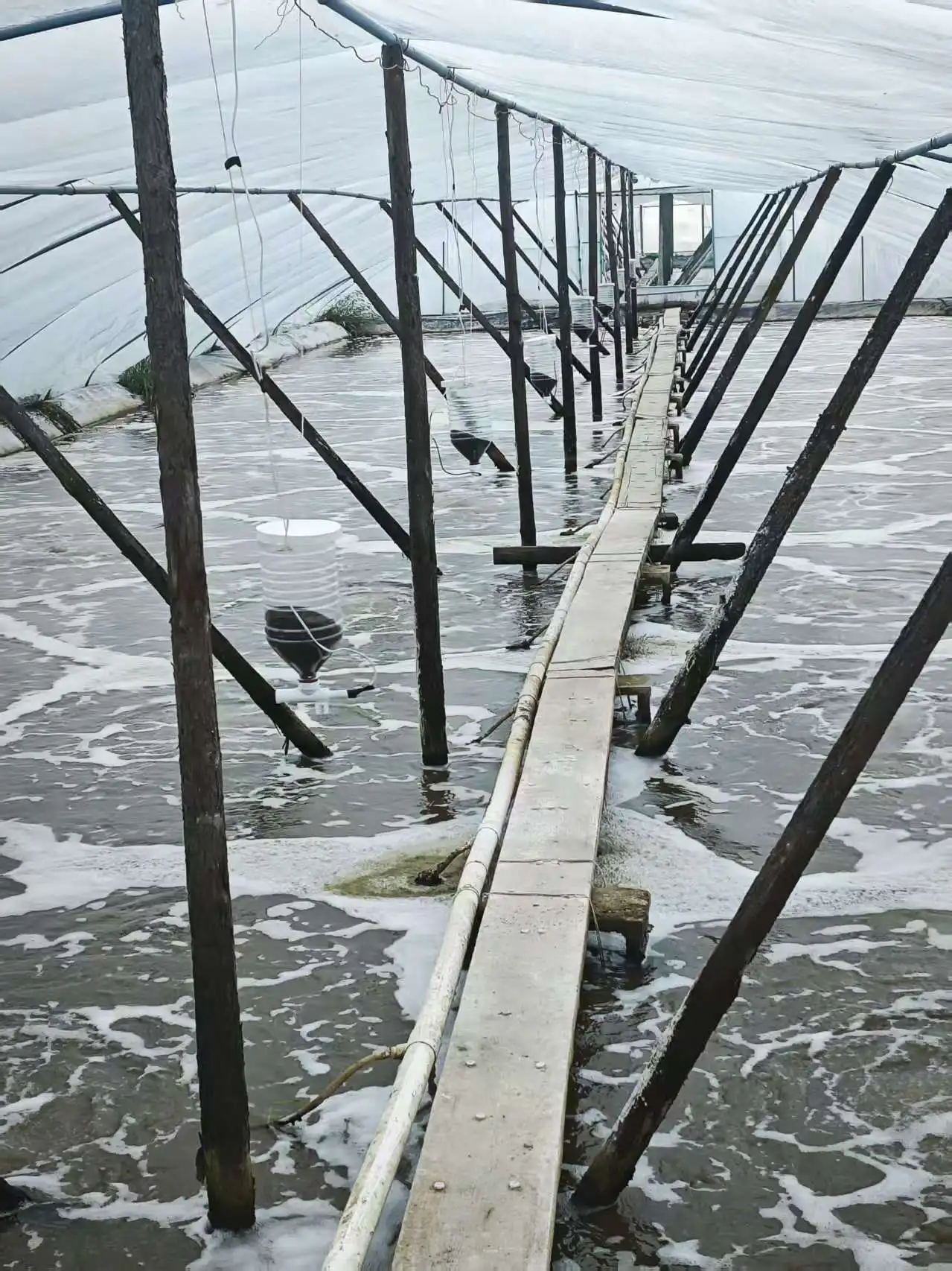 Smart Automatic Timing Shrimp Feeder Aquaculture Feeding Machine for Whiteleg Prawn Fish Fry Farm Intelligent Discharging Feeder