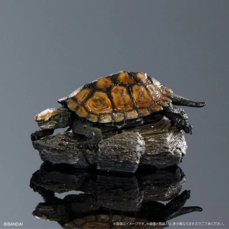 الموسوعة البيولوجية الأصلية من بانداي ألعاب غاشابون سلسلة السلاحف البحرية 01 زخرفة نموذج السلحفاة تشيلوس فيمبرياتا