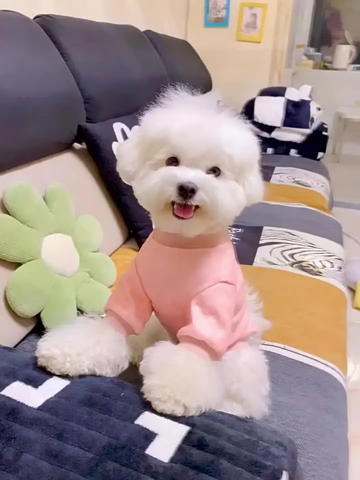DOGGYZSTYLE Розовые толстовки для собак из хлопка