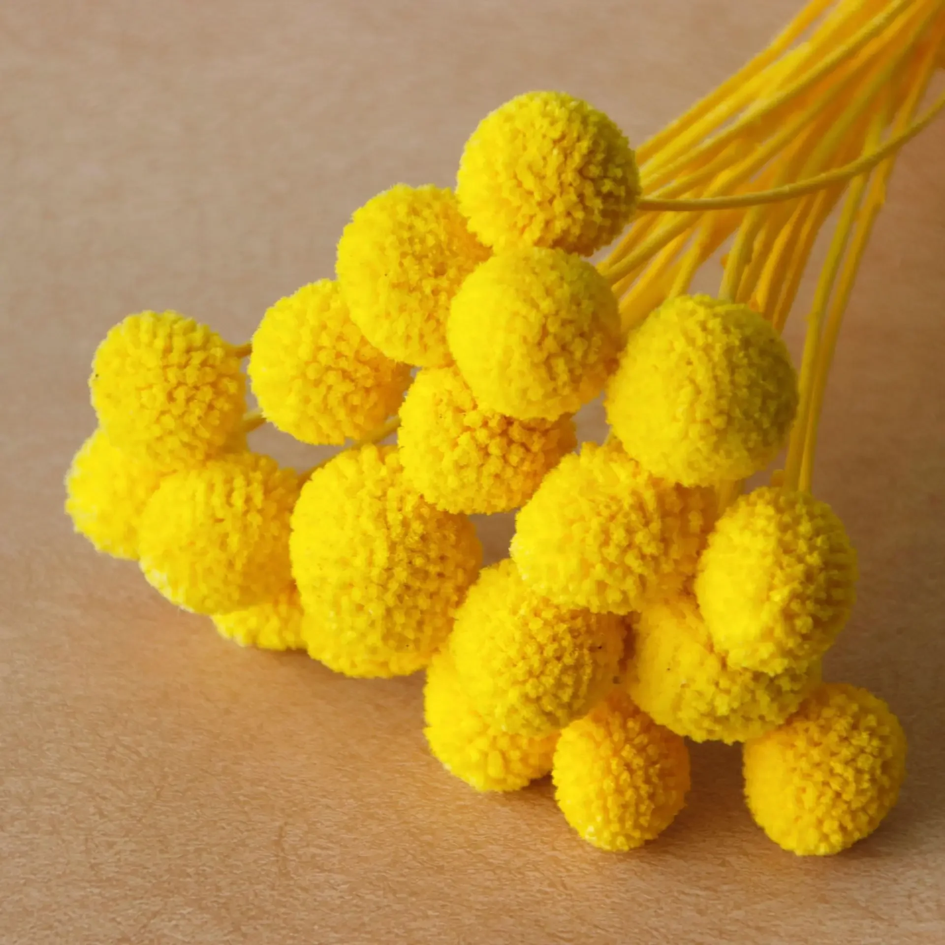 20pcs Yellow Billy Buttons Balls Bouquet Natural Preserved Craspedia Dried Flowers for Wedding Party Decoration DIY Arrangement