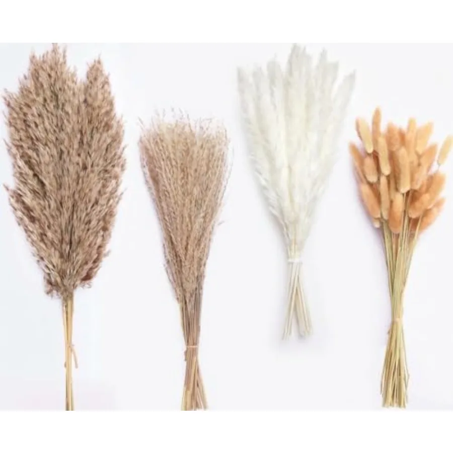 

100 Stems Dried Pampas Grass, Boho Table Decor Natural Reed Phragmites Grass, Fluffy Large Pampas Grass, Bunny Tails Flowers Bo