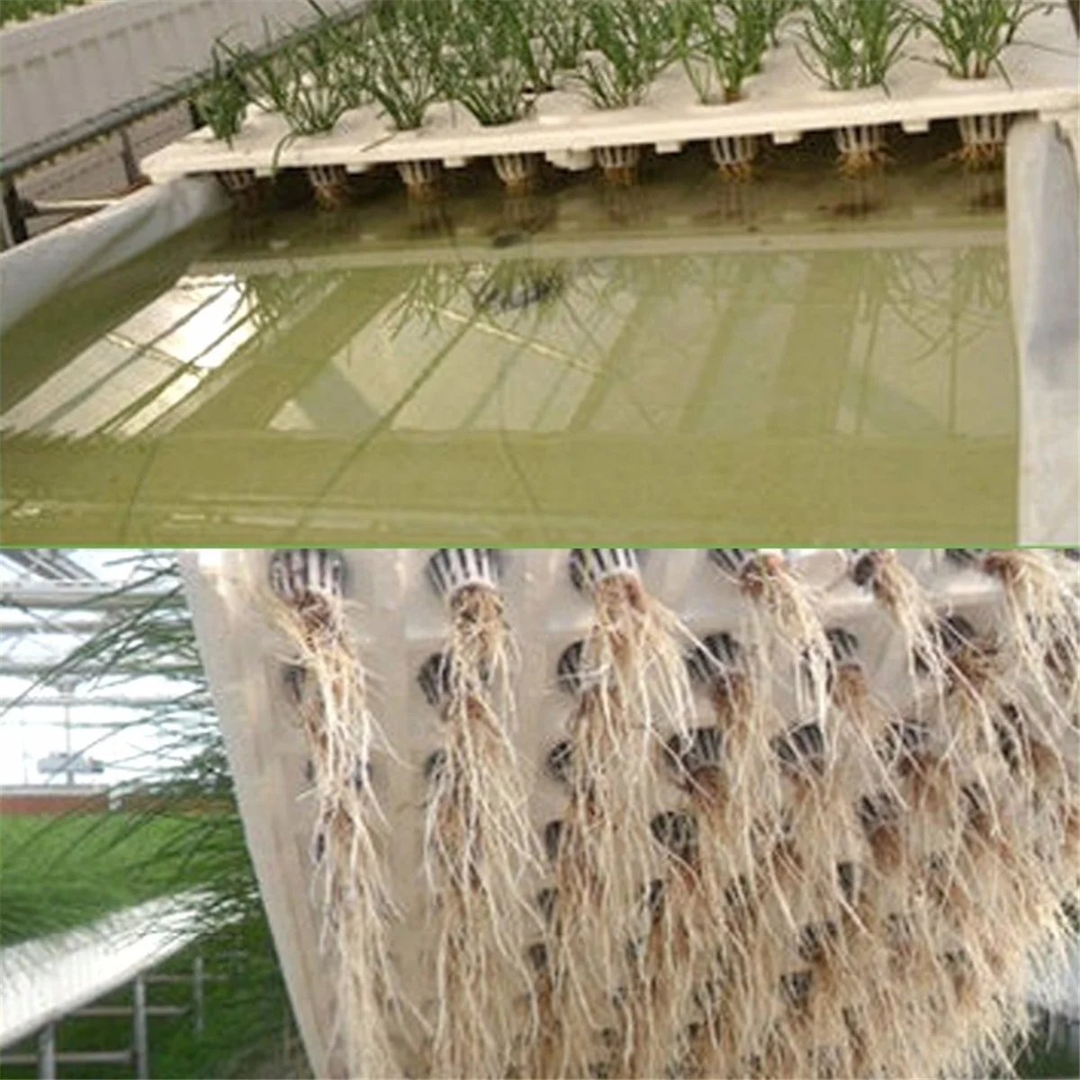 Cestini per piantare piante HHTL Cestini per piantare ortaggi Cestini per piantare idroponica A