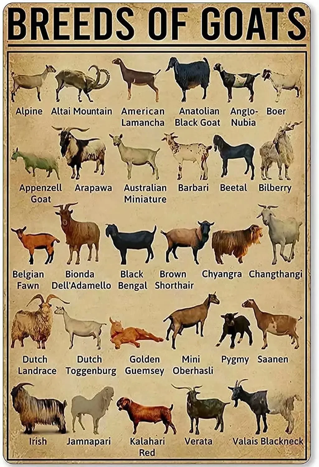 Goat Knowledge Metal Tin Sign Breeds Of Goats Learning Poster Library School Education Living Room Kitchen Bathroom Home Art Wal