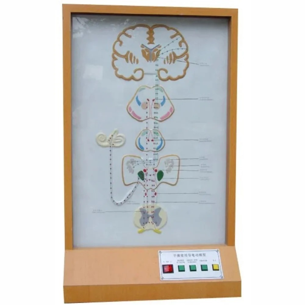 Equilibrium Conduction Pathway Electric Demonstration Model Medical Science Autonomic Nerve Distribution in Head Simulator ANS D