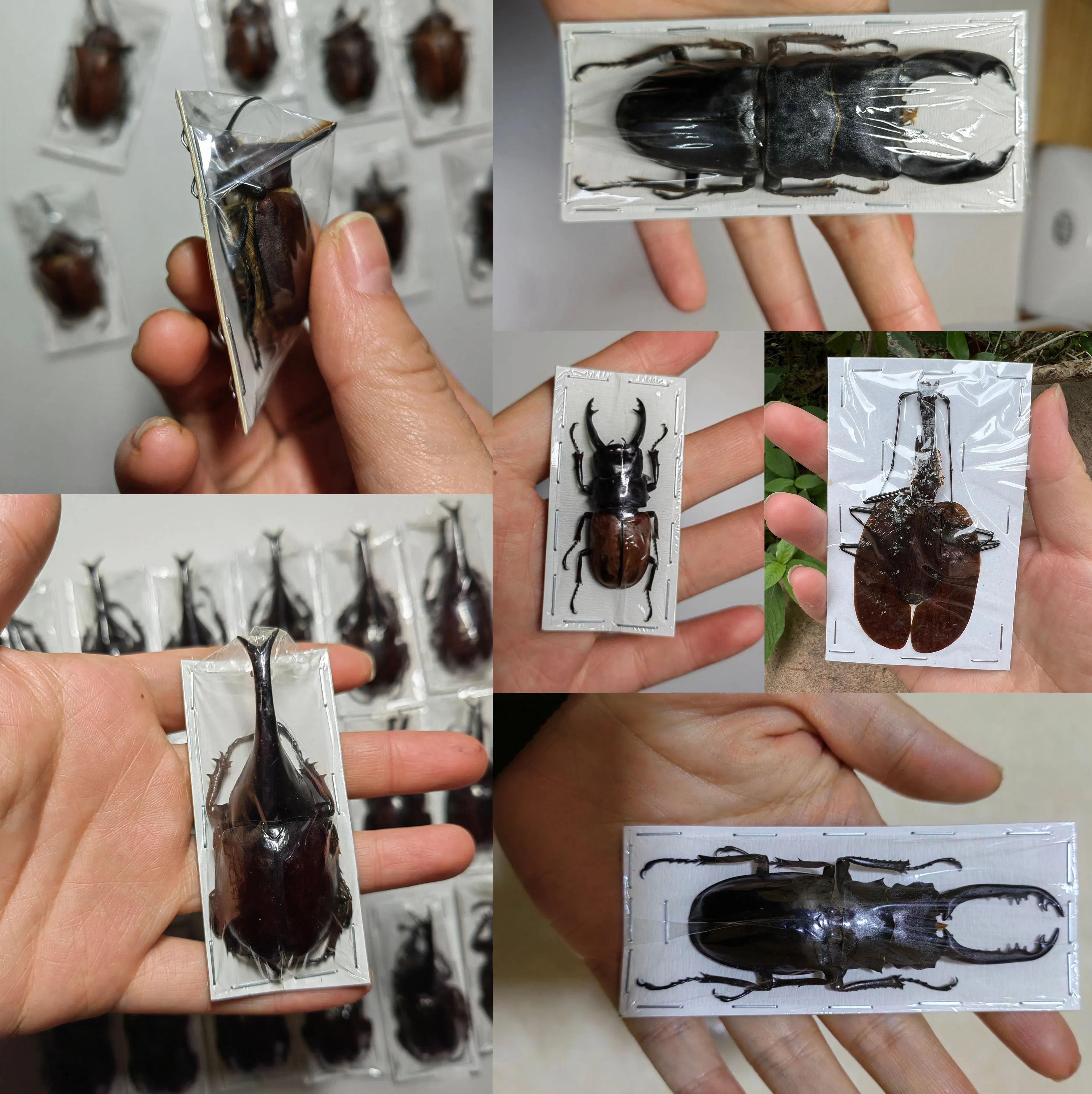 

1 Piece Real Beetle Insect Taxidermy Art Collection Hobby Show Steampunk Phoenix