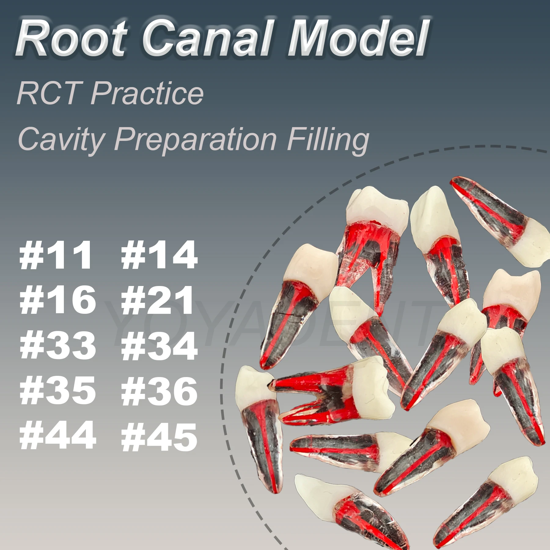 

5PCS Dental Model RCT Endo Teeth Model Resin Endodontic Root Canal Tooth Granules For Patient Education Demo