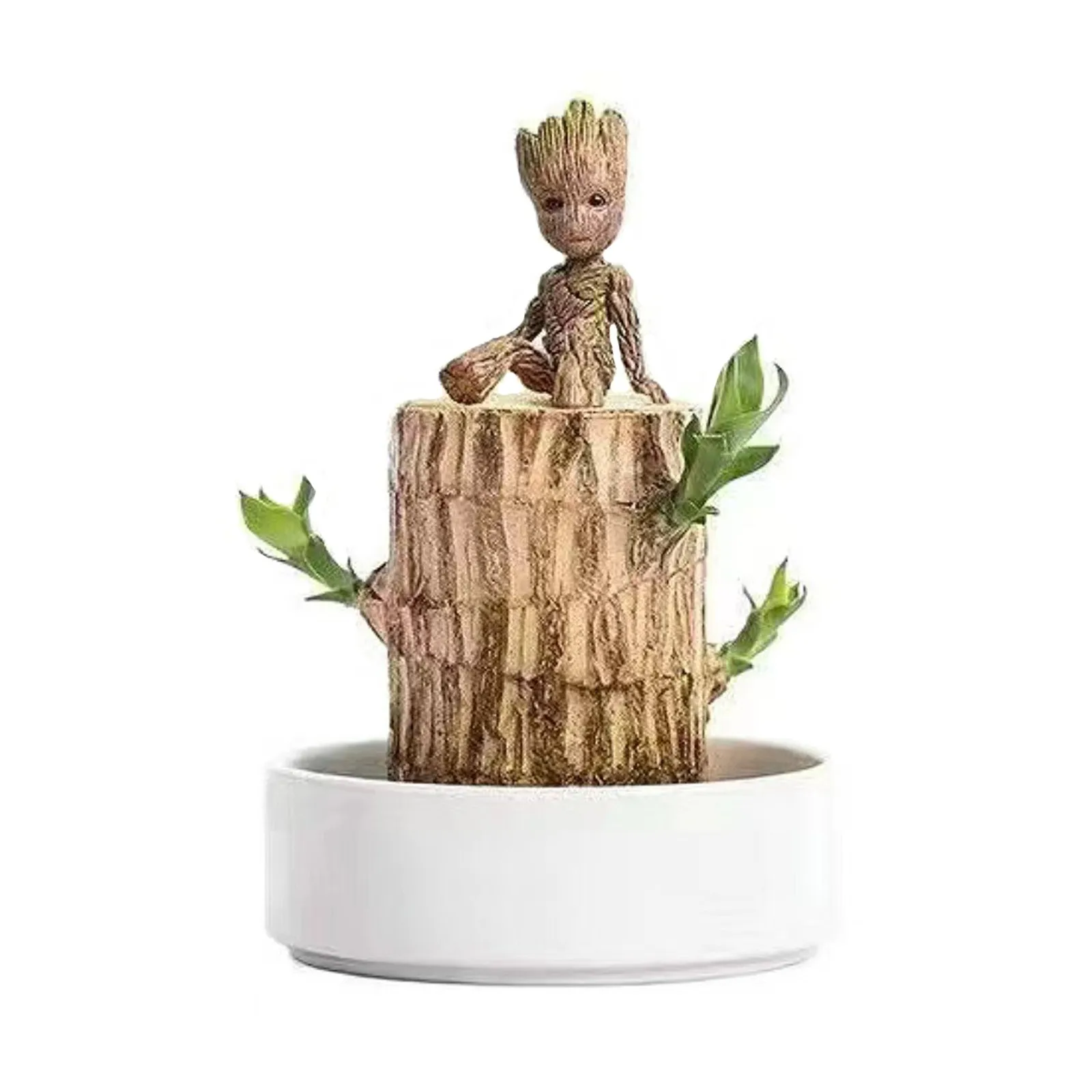 

Hot Sell - Brazilian Wood Is A Nice Tree Grown In Water For Four Seasons. It Is An Easy-to-grow Plant Grown In Water Indoors