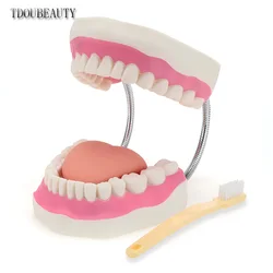 TDOUBEAUTY Six Times Magnification Full Mouth Model Tooth Teaching Dental The High-Grade Presentation Free Shipping