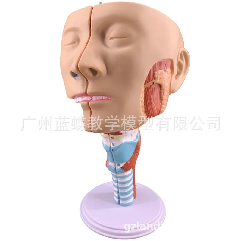 1:1 Life Size Anatomy Human Cranial Nasal Oral Pharyngeal Muscle Laryngeal Cavity Models Head Neck Midsagittal Septum Facial