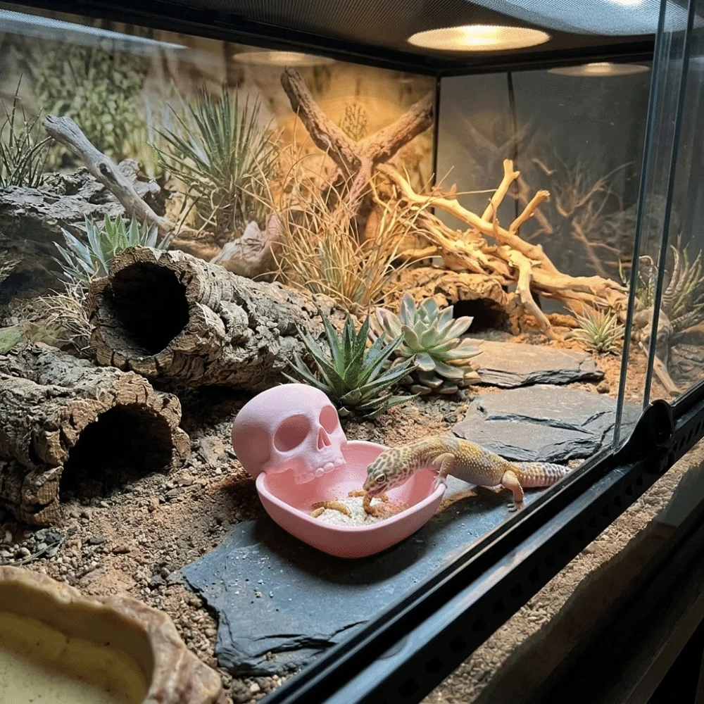 Halloween-Themed Reptile Feeding Bowl Anti-Spill Skeleton Design Pet Feeding Bowl Plastic Anti Slip Lizard Feeder Tortoise