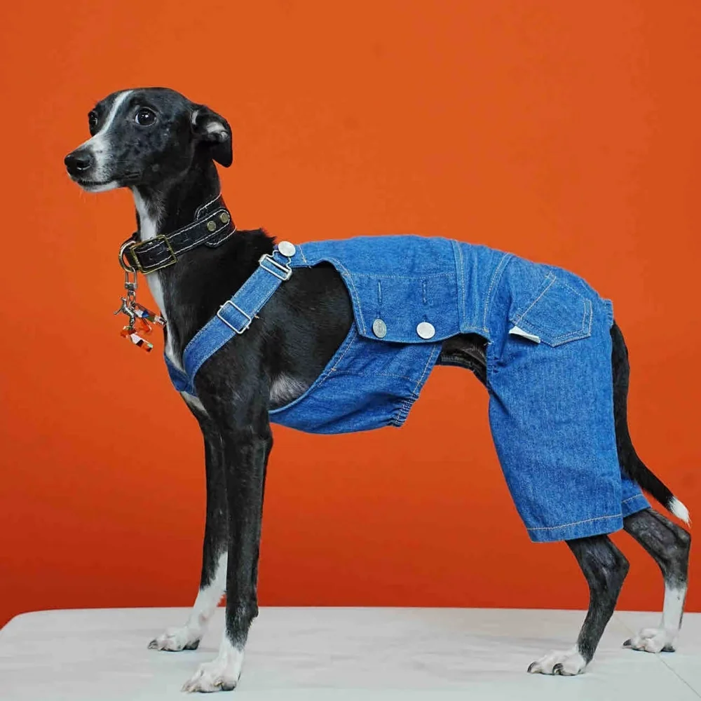 

Pet Clothing Adjustable Blue Thin Denim Carrier Pants for Mid Dogs 4-legged Spring White Coat for Italy Greyhound Wellingtonian