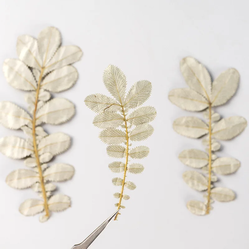 

48Pcs Pressed Flower Plant Specimens DIY Photo Frame Bookmark Desk Lamp Resin Phone Case Dried Flower Pressed Flower White Leaf Silver Leaf Plant Specimen Bookmark Resin Ornaments