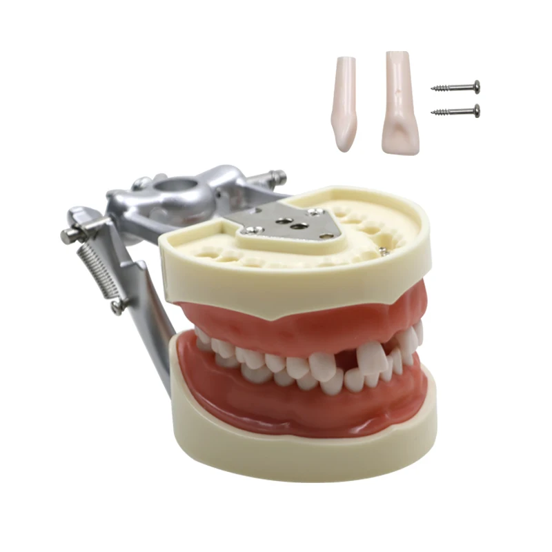 

GREATLH 32 Dentistry Typodont Models with Removable Tooth Student Learning Practice Teeth Model Dental Tools