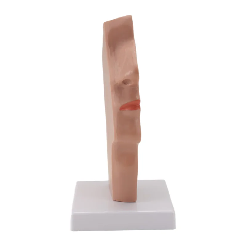 A42Z-Nasal Cavity Throat Anatomy Model Human Anatomical Pharynx Larynx Model For Students Study Display Teaching