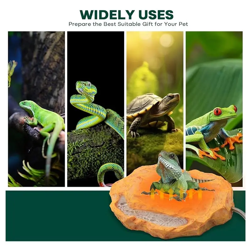 تعديل درجة الحرارة لصخور حرارة الزواحف التنين الملتحي مع حوض تغذية صخرة الحرارة بقابس الولايات المتحدة