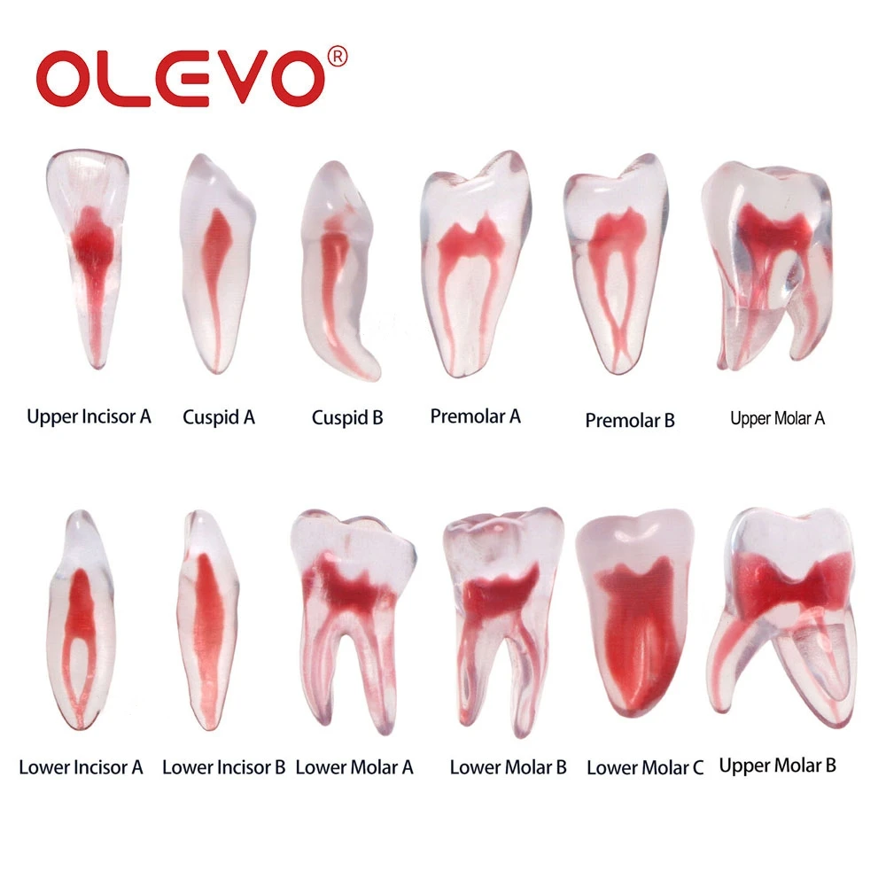 OLEVO 1 Pcs Dental RCT Endo Training Teeth Root Canal Model 3D Curved Premolar Cuspid Teeth Models 12 Sizes Endodontic Teaching