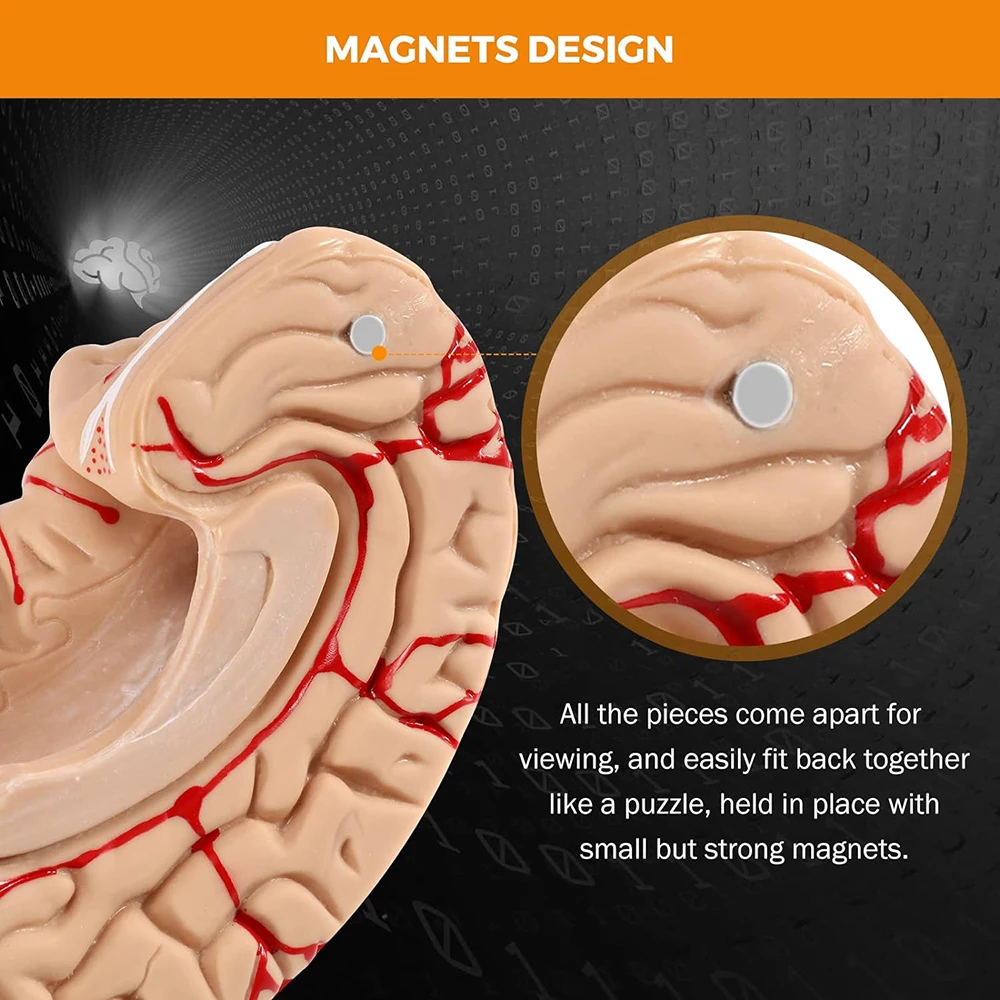 Human Brain Models for Teaching Neuroscience with Vessel Life Size Anatomy Models for Learning Science Display Medical Models