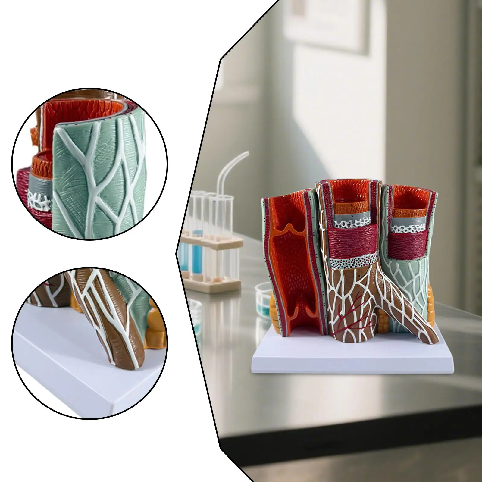 

Human Blood Vessel Model Lightweight Anatomy Model for Studying School Lab