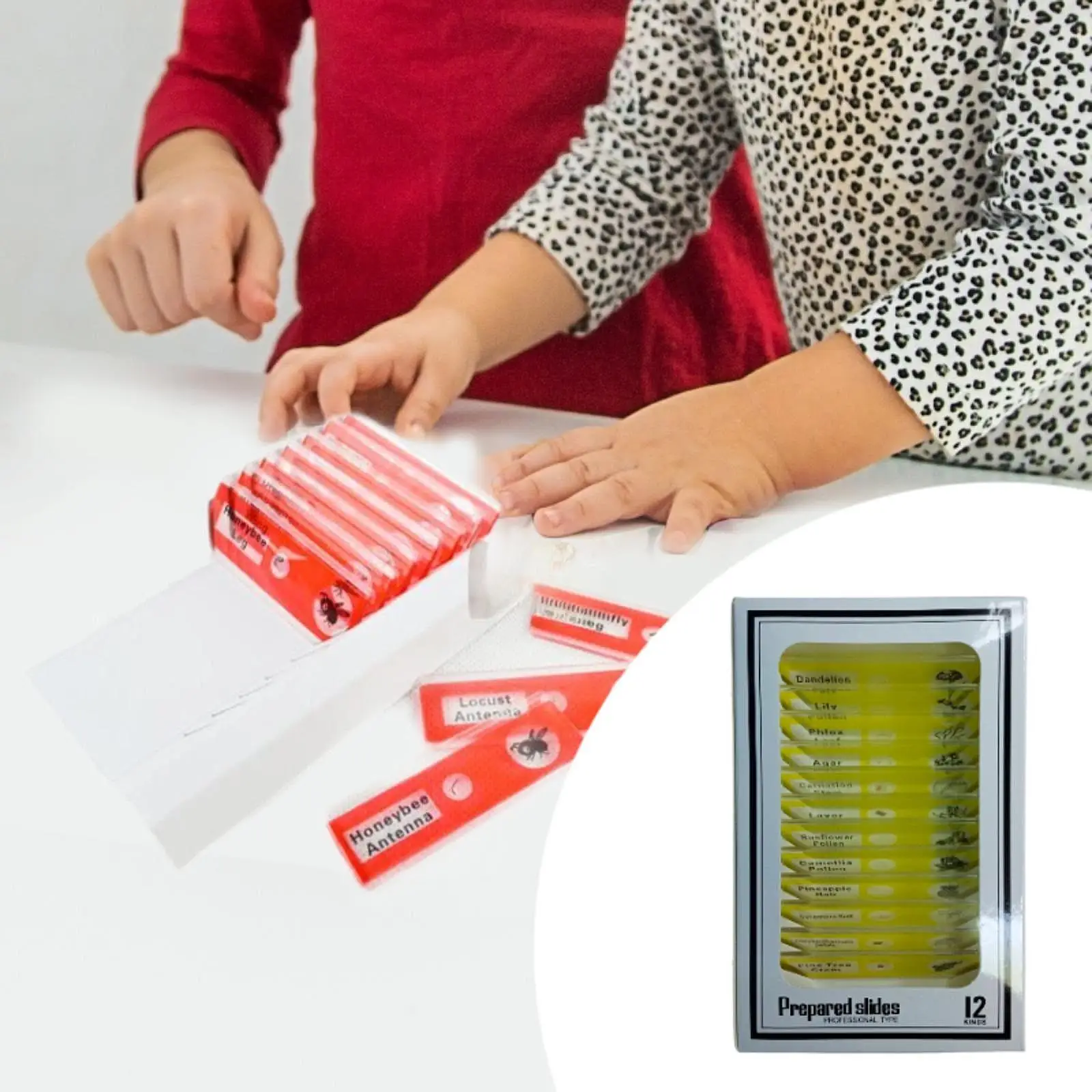 Kits científicos para crianças, lâminas de microbiologia preparadas, desenvolvimento de habilidades cognitivas, sala de aula, casa, aprendizagem precoce