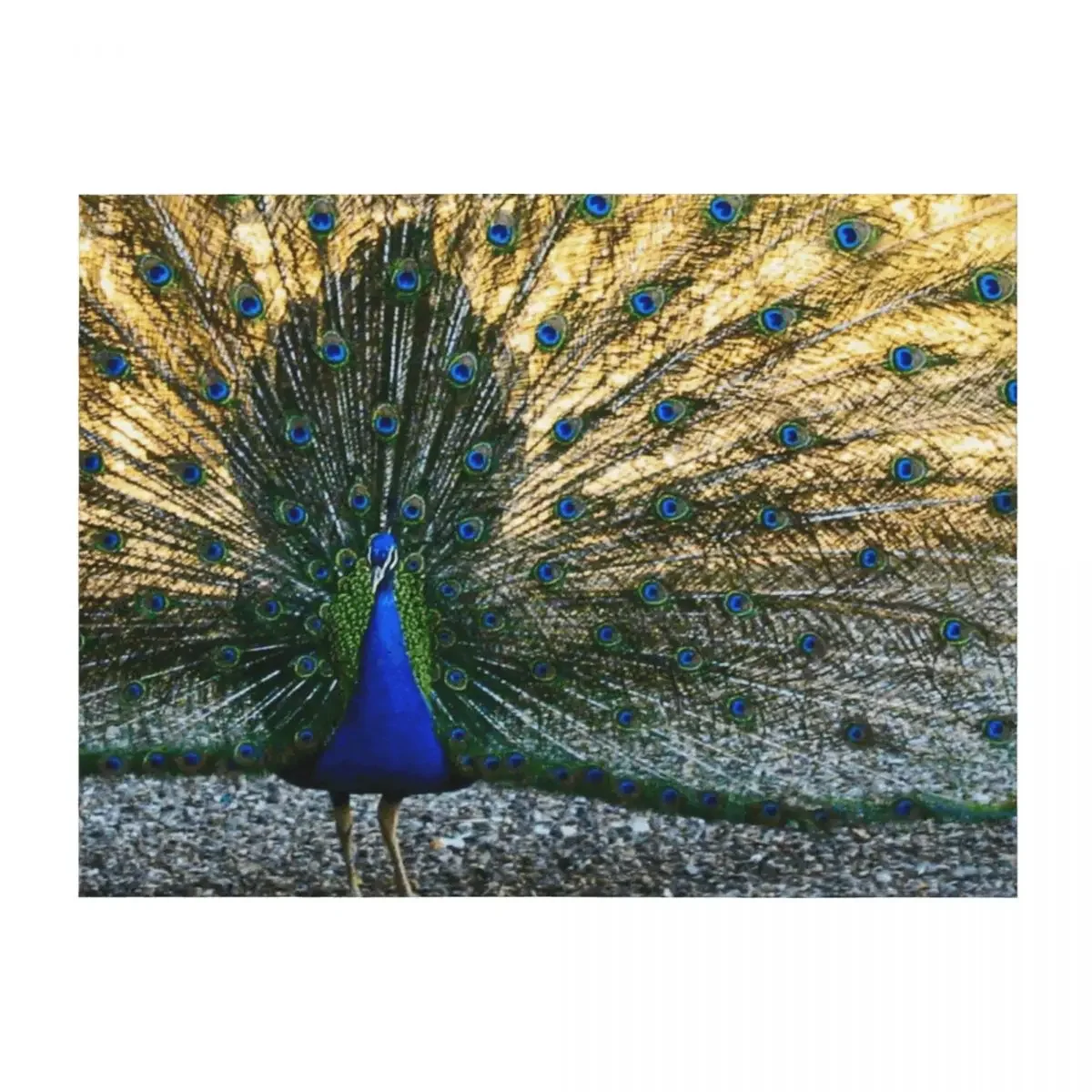 

Peacock Throw Blanket Decoratives Thins Polar Cute Plaid Blankets