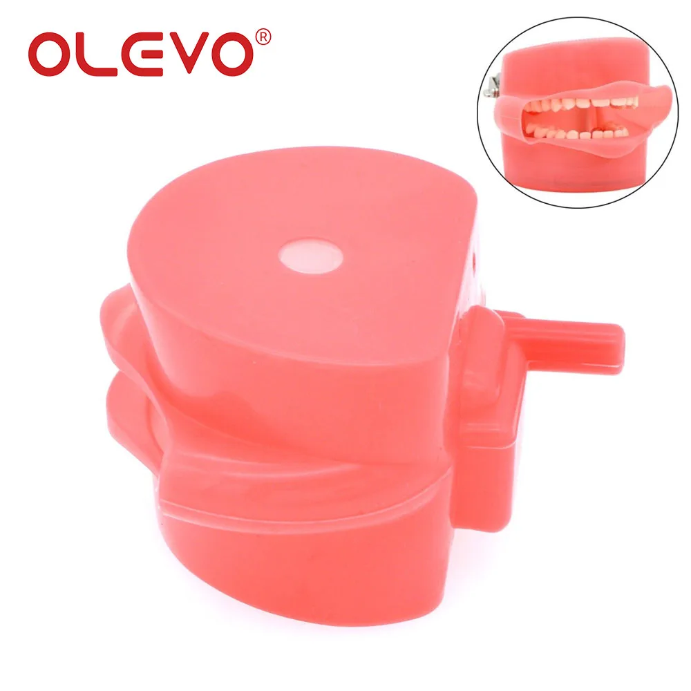 OLEVO Dental Simulation Cheek Teeth Teaching Model Soft Rubber Removable For Kilgore NISSIN 200/500 Type Typodont Dentistry