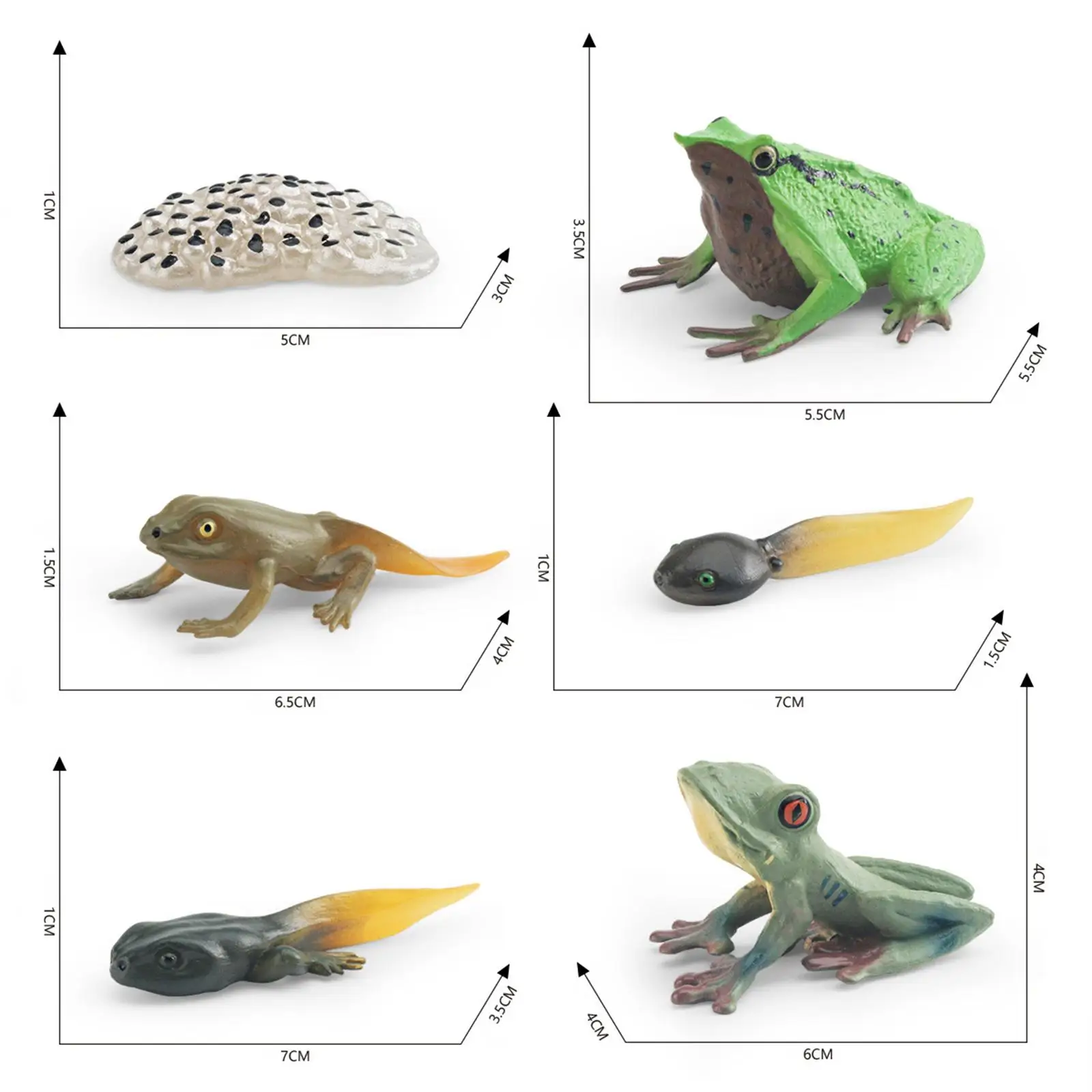 Life Cycle of Frog Toys Cognitive Teaching Materials Realistic for Age 3 to 6 Egg Tadpole to Frog Animal Growth Cycle Set